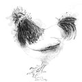 Sussex cockerel sketch