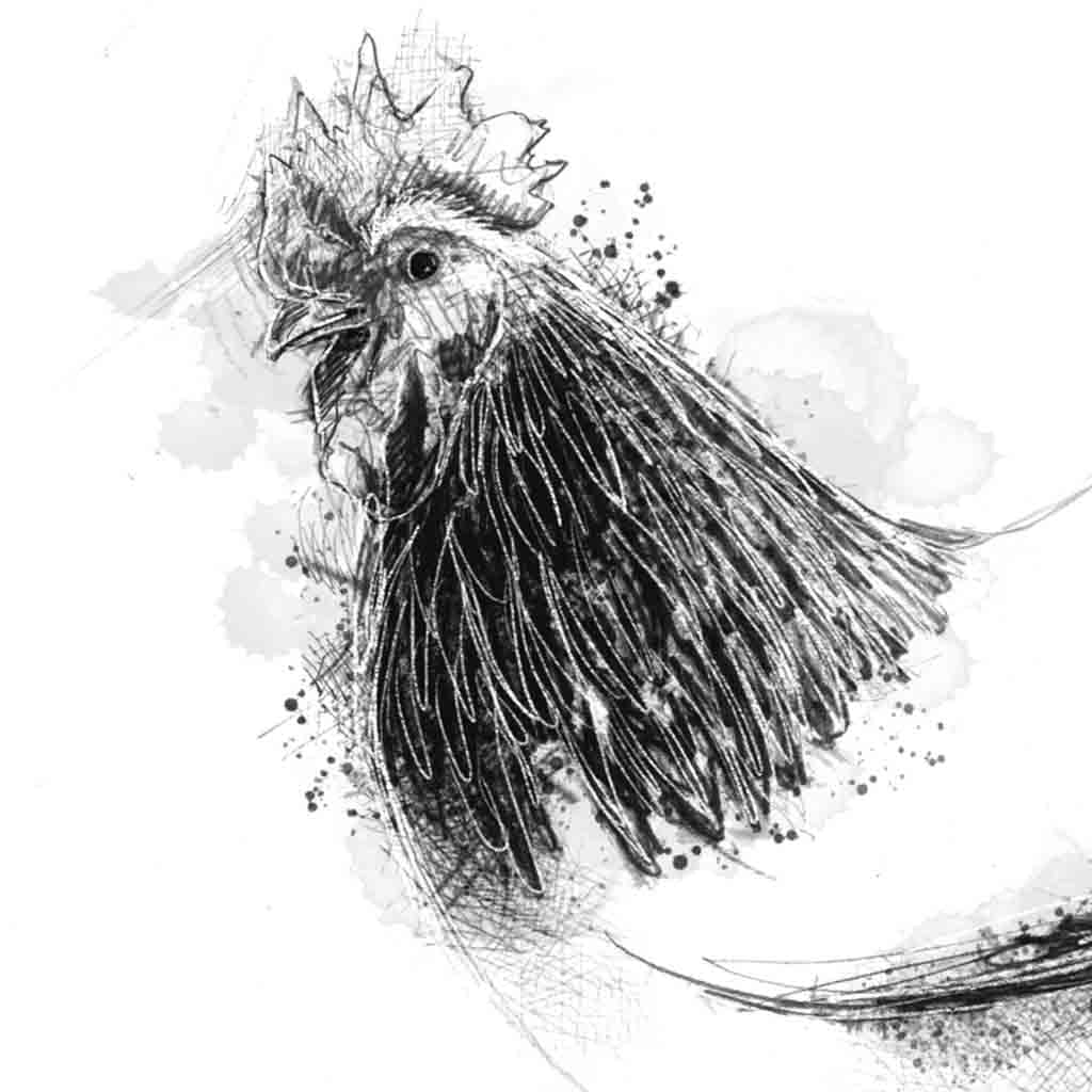 Sussex cockerel sketch
