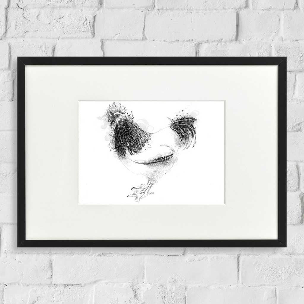 Sussex cockerel sketch
