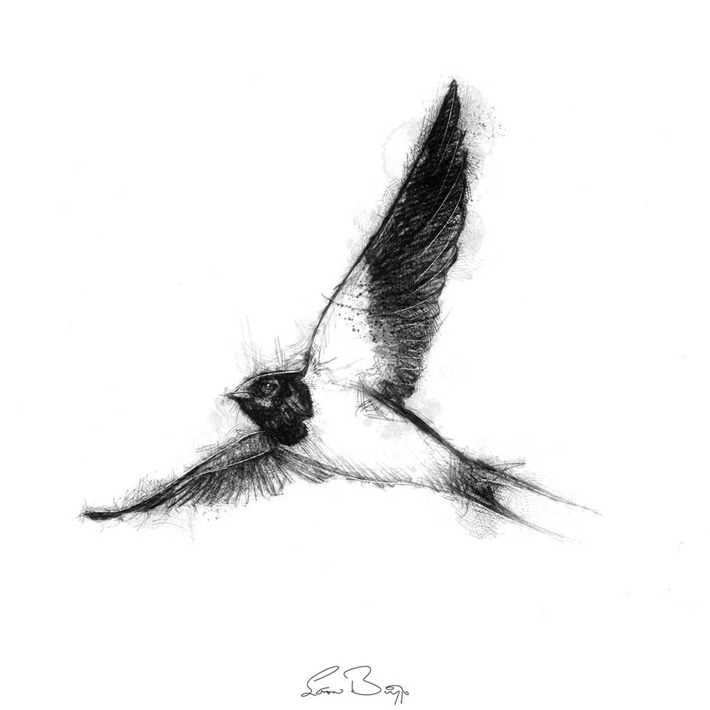 Swallow