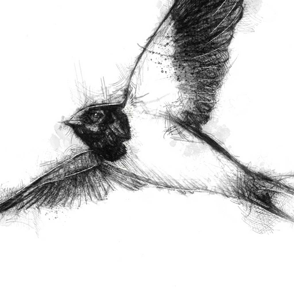 Swallow