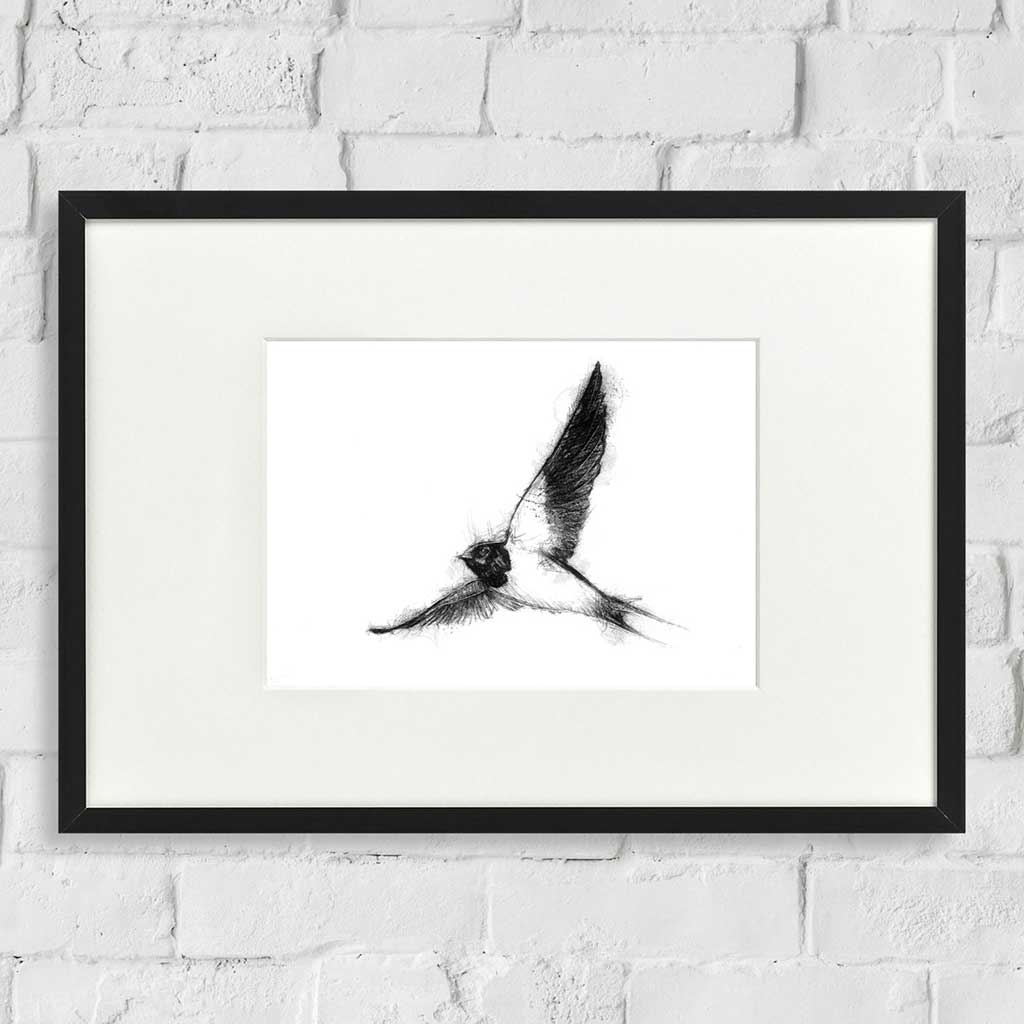 Swallow