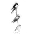 Swallows