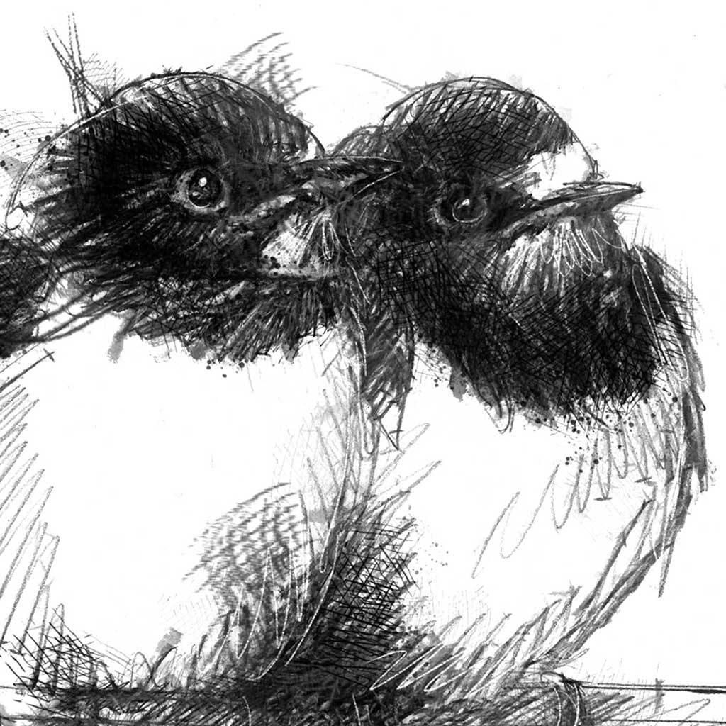 Swallows