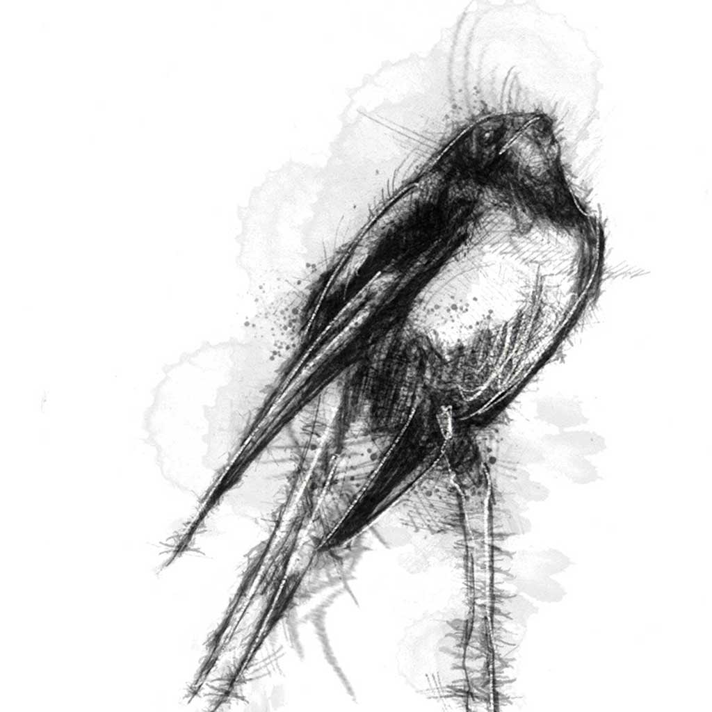 Swallows