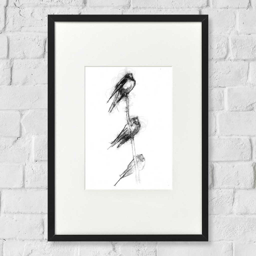 Swallows