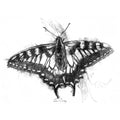 Swallowtail