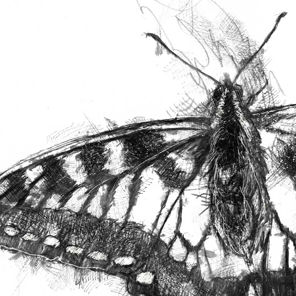 Swallowtail