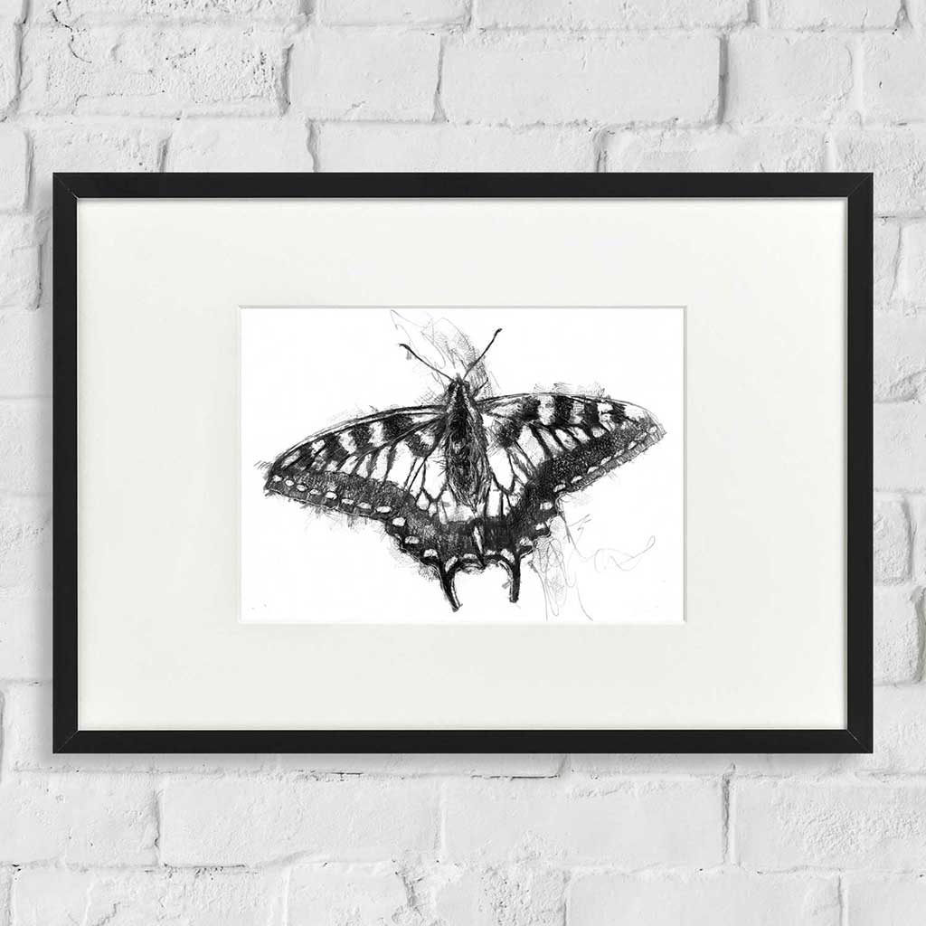 Swallowtail