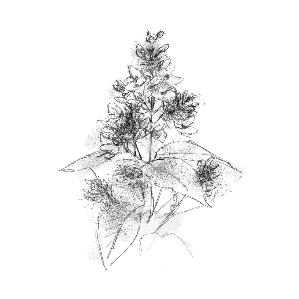 A black and white pencil sketch of a flowering plant with leaves and stems, centered on a plain white background.