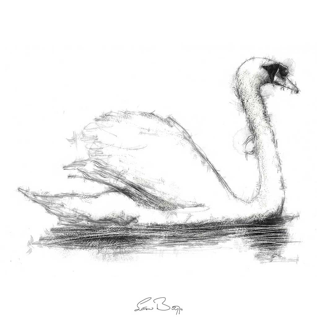 swan