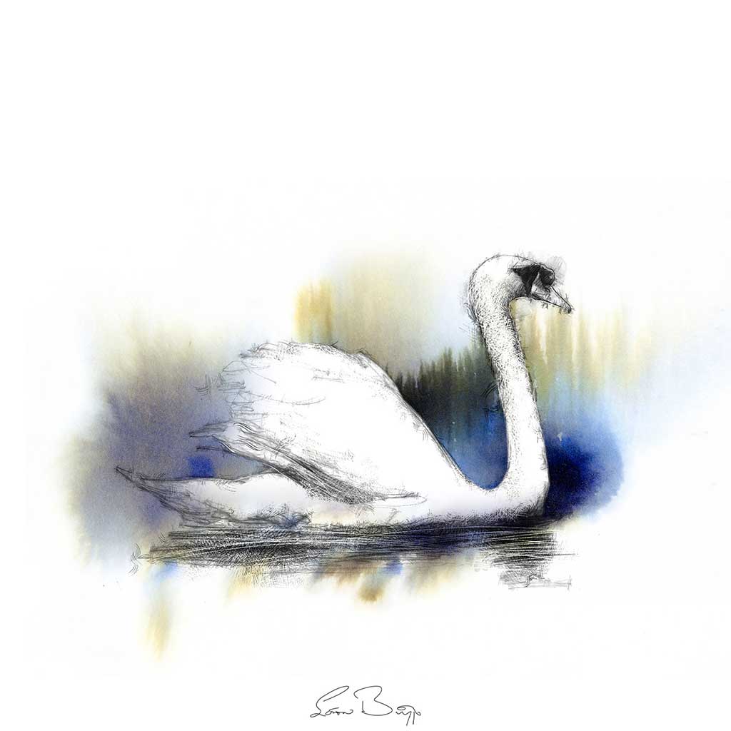 Swan colour