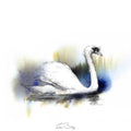 Swan colour