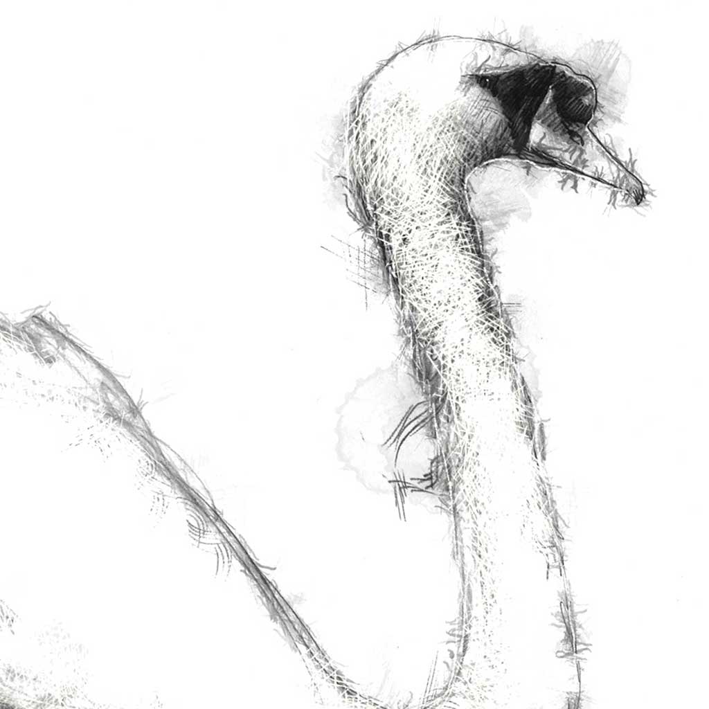 swan