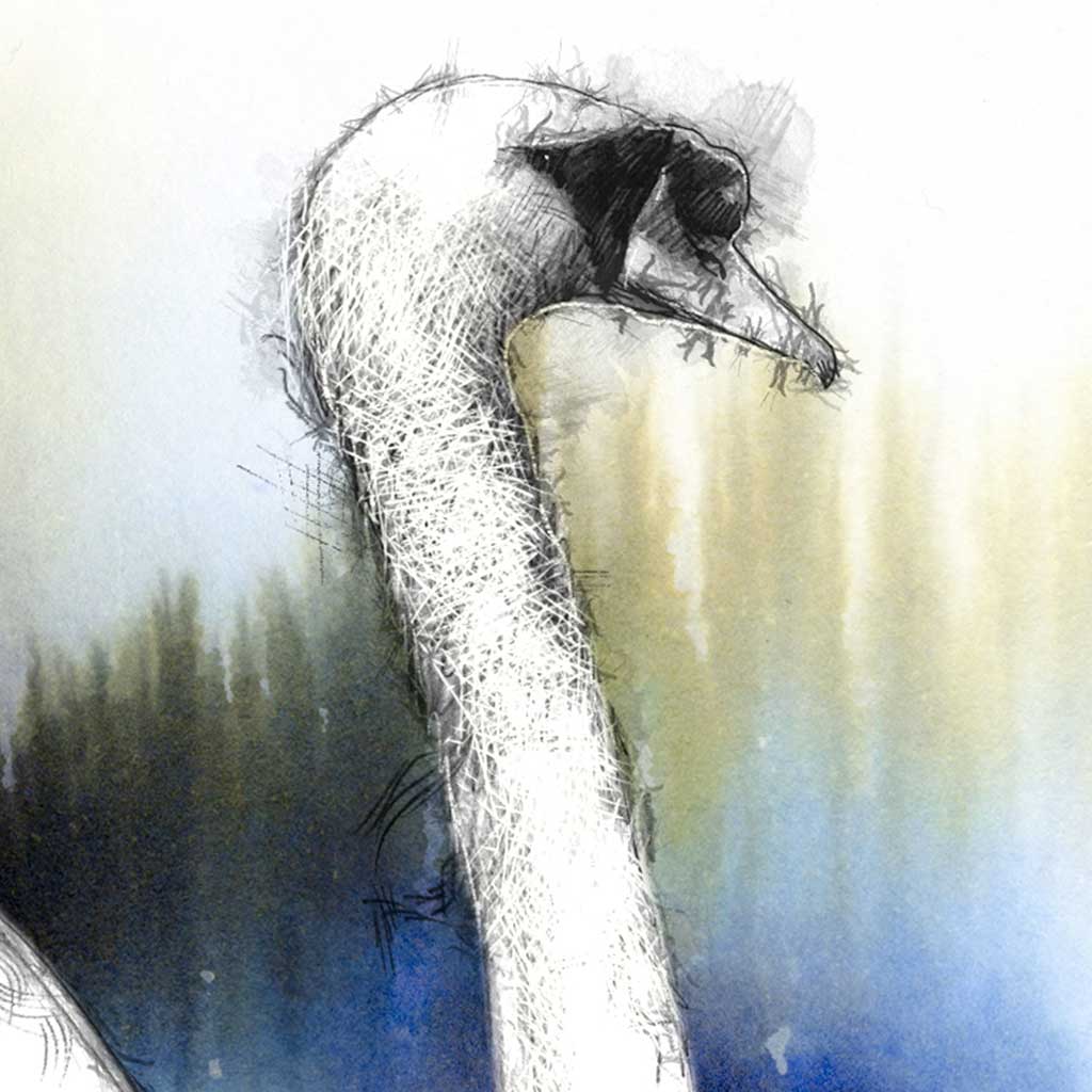 Swan colour