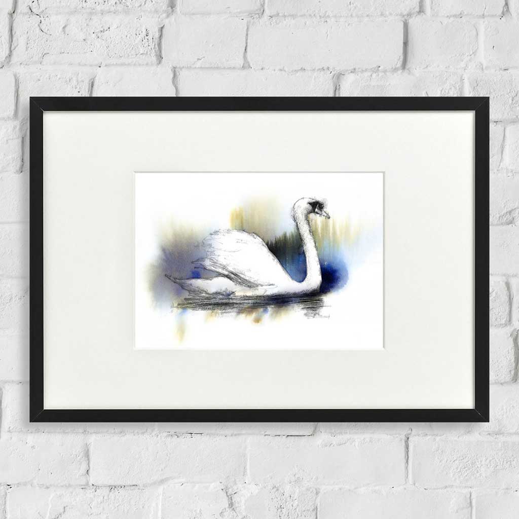 Swan colour