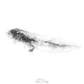 Tadpole