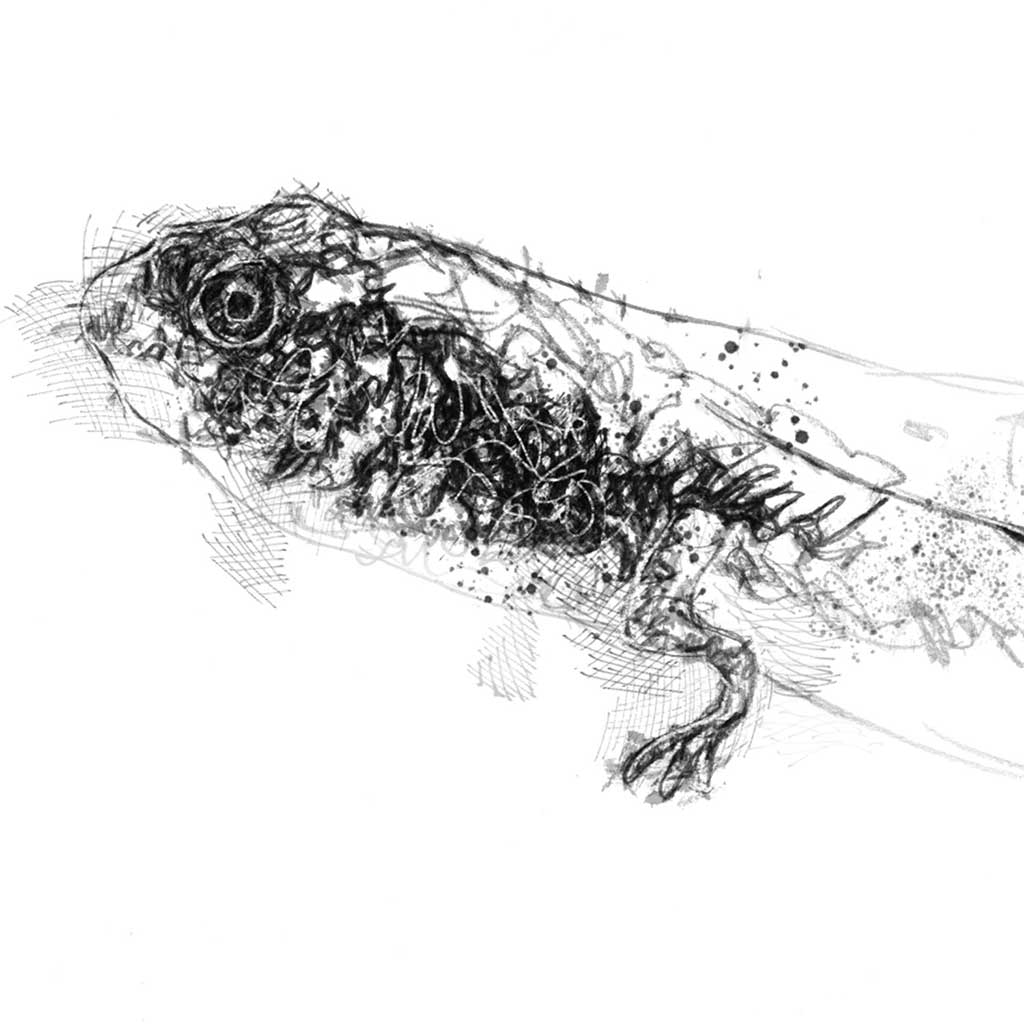 Tadpole