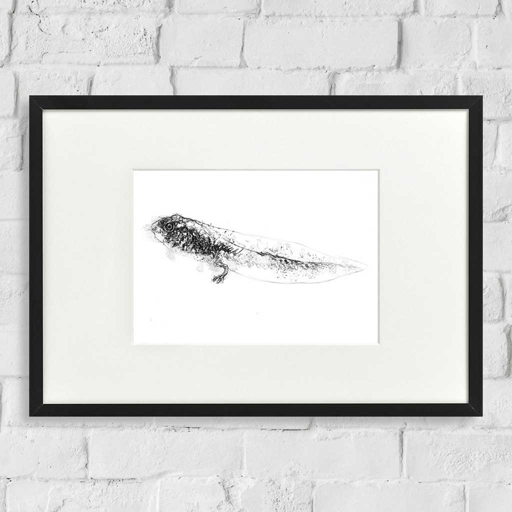 Tadpole