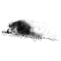 Malayan Tapir - BW Sketch