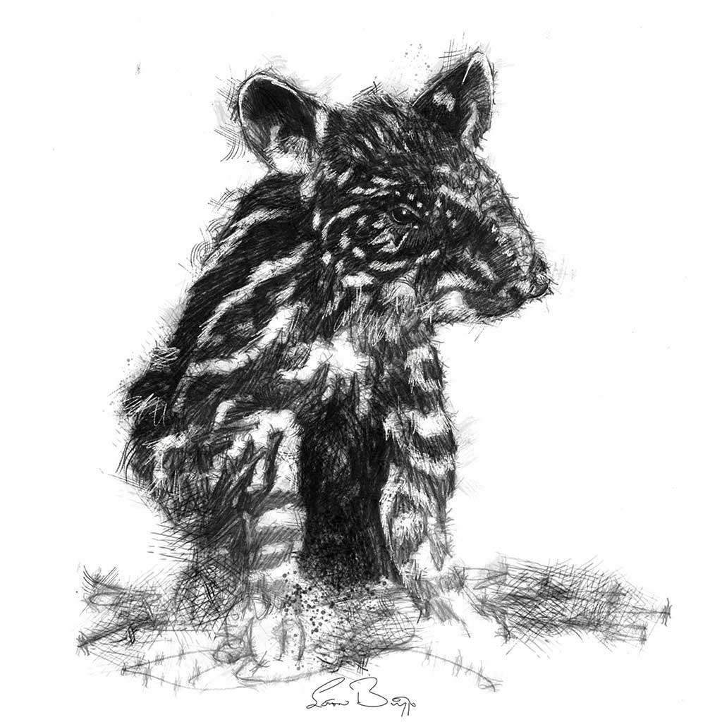 Baby tapir