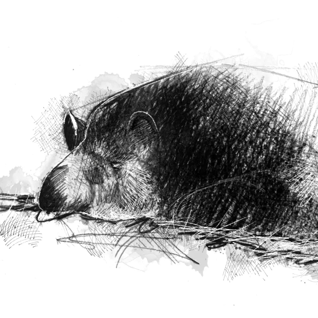 Malayan Tapir - BW Sketch
