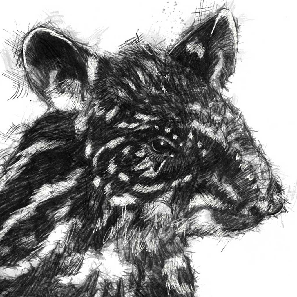 Baby tapir