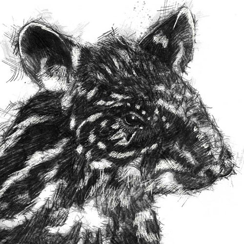 Baby tapir
