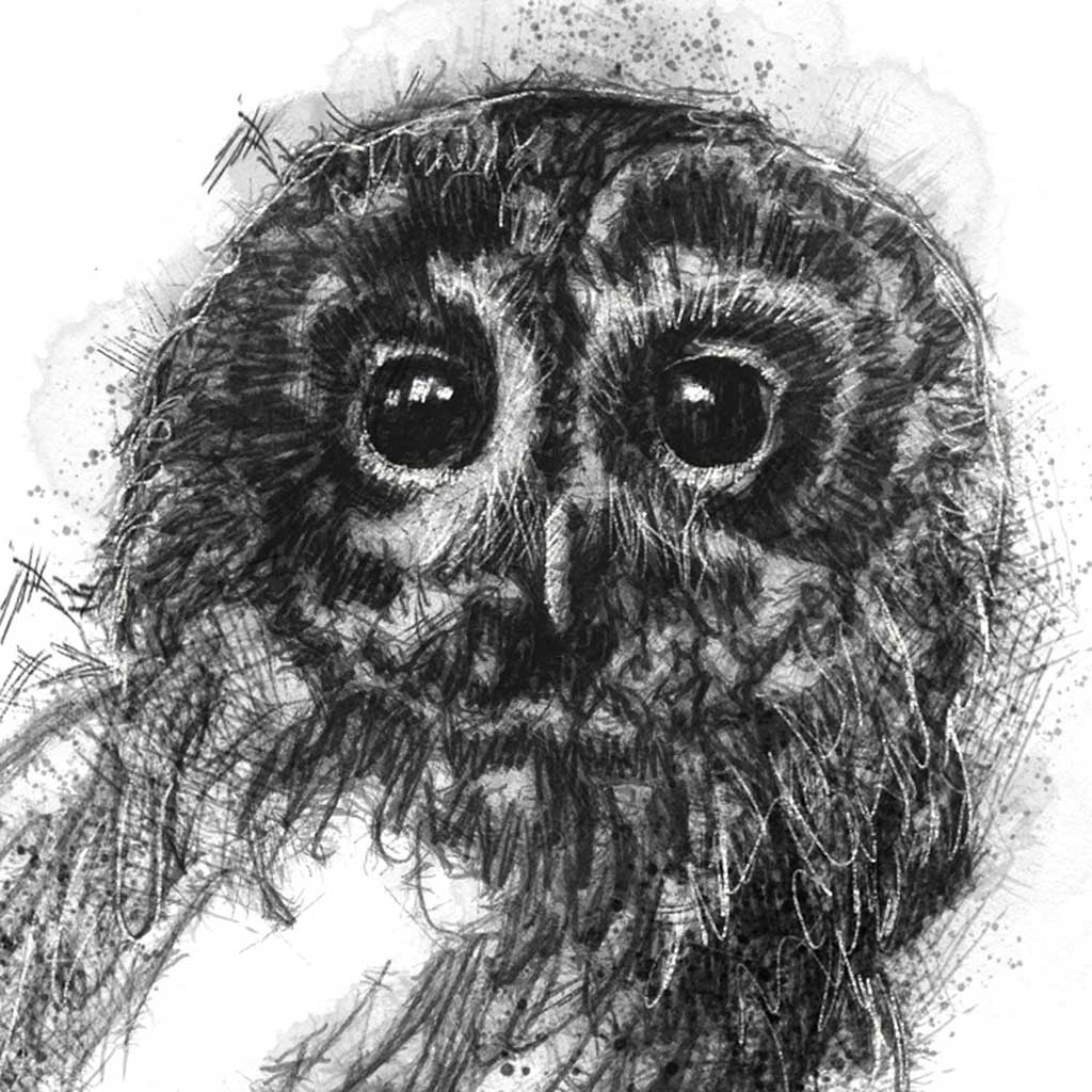 Tawny owl
