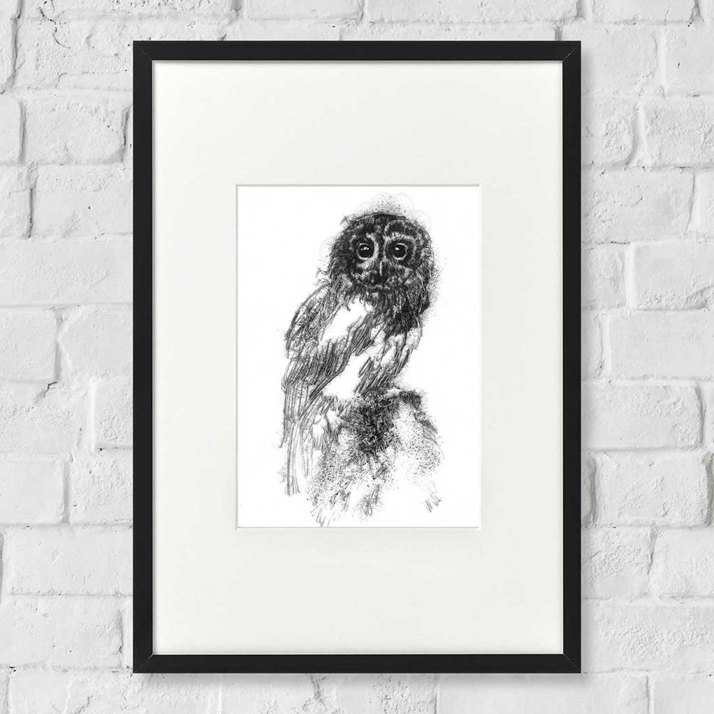 Tawny owl