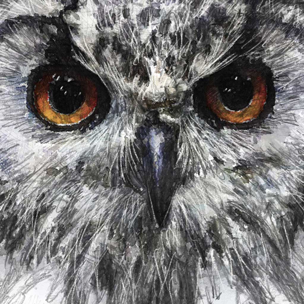 Owl eyes