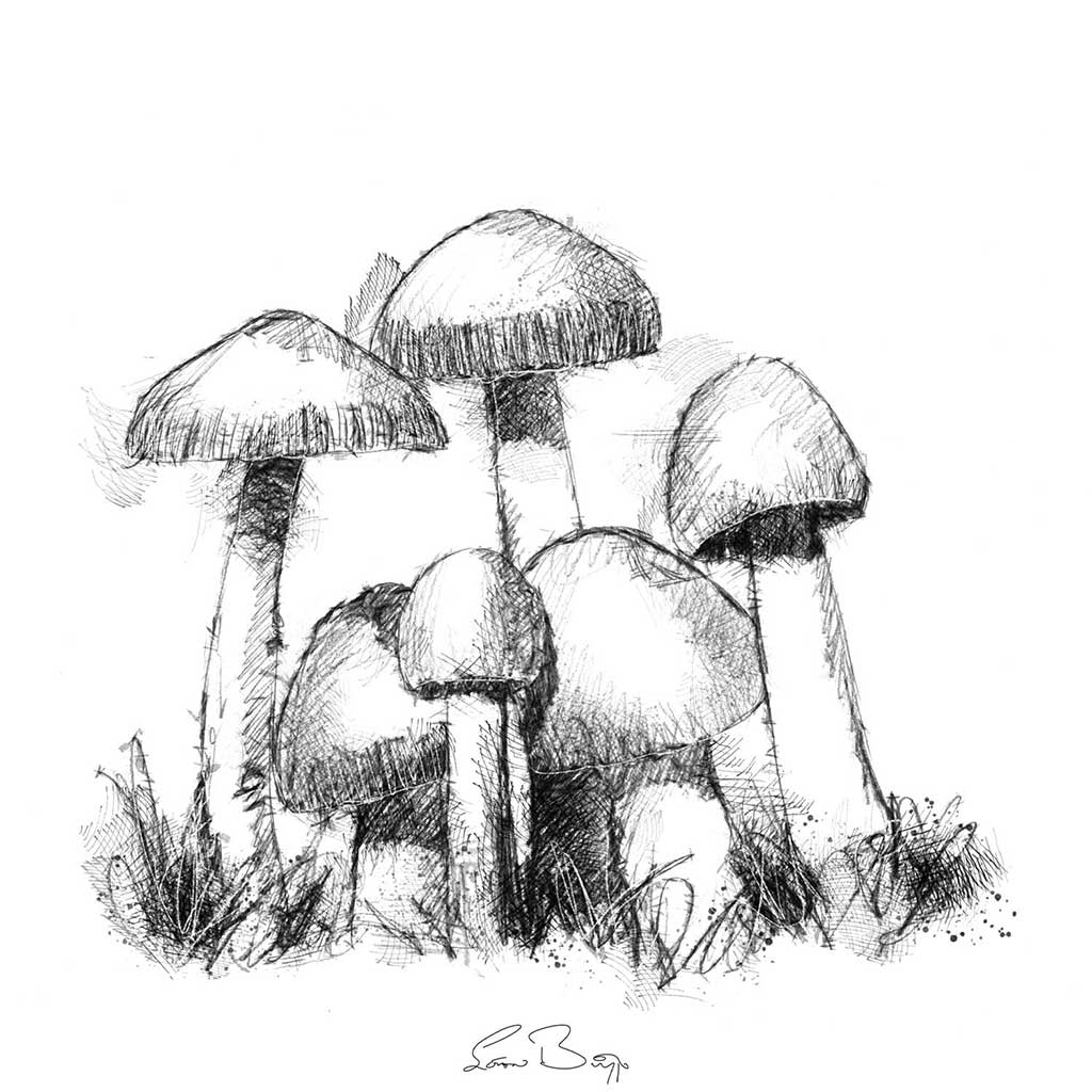 Tawny grisette fungi