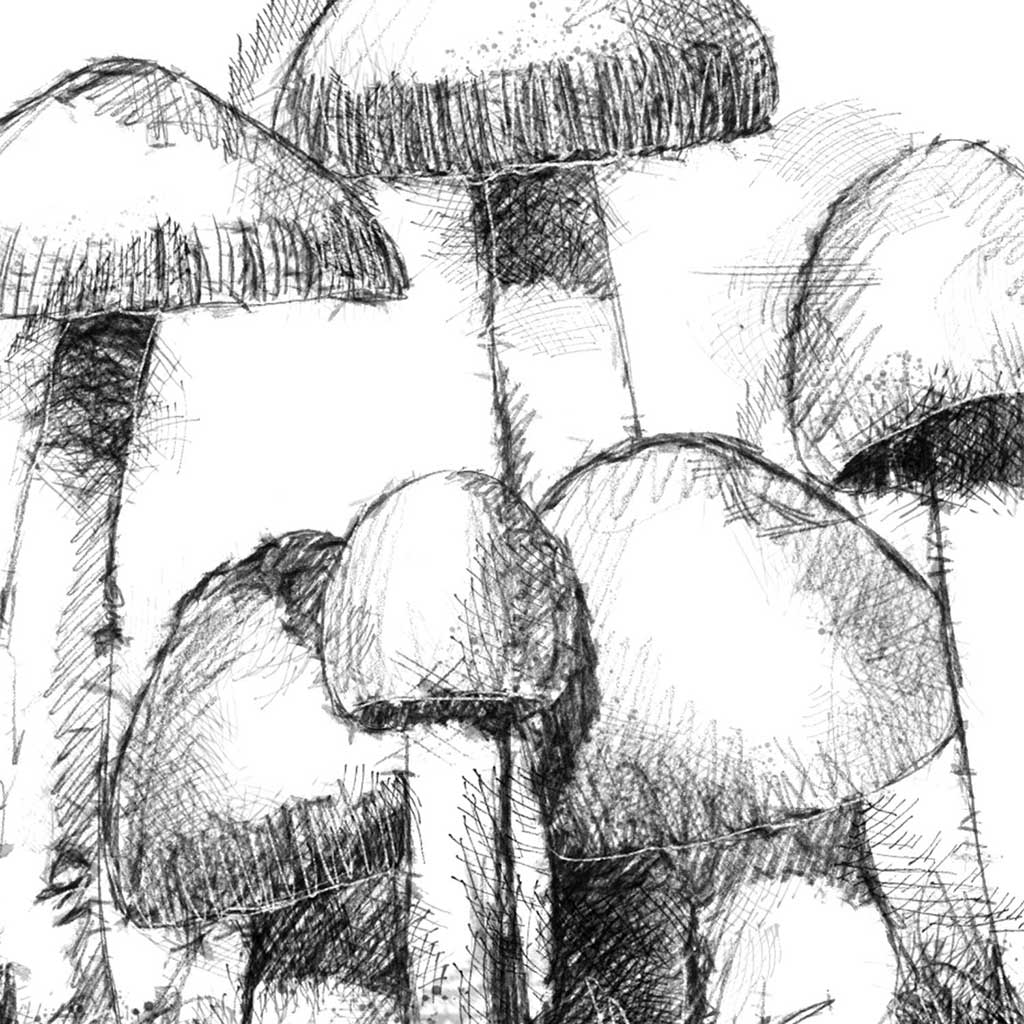 Tawny grisette fungi
