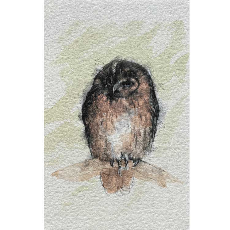 Tawny owl mini sketch