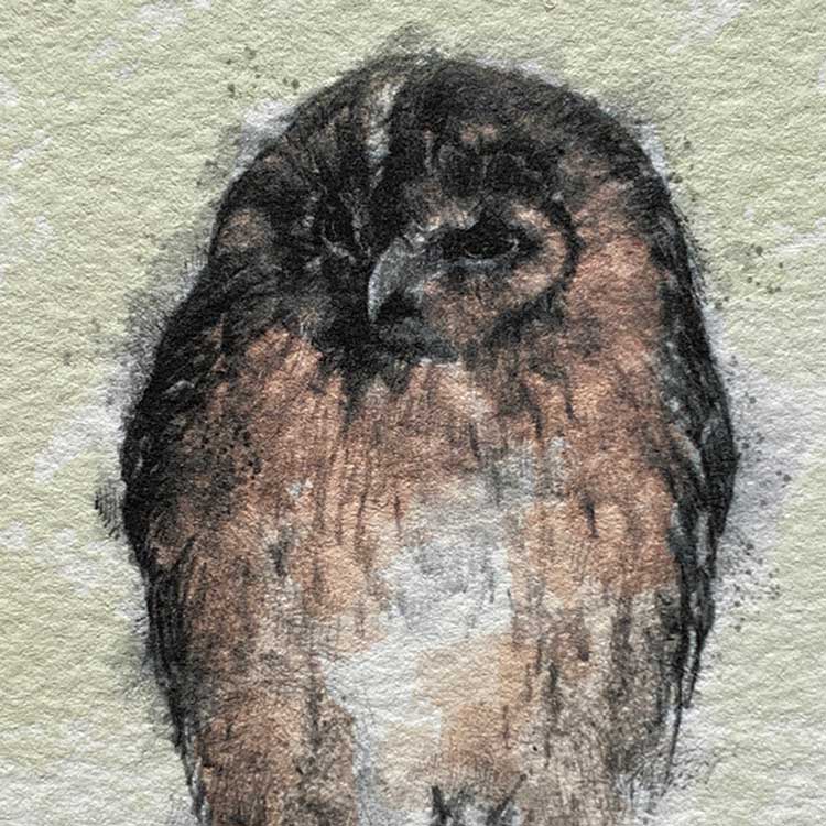Tawny owl mini sketch