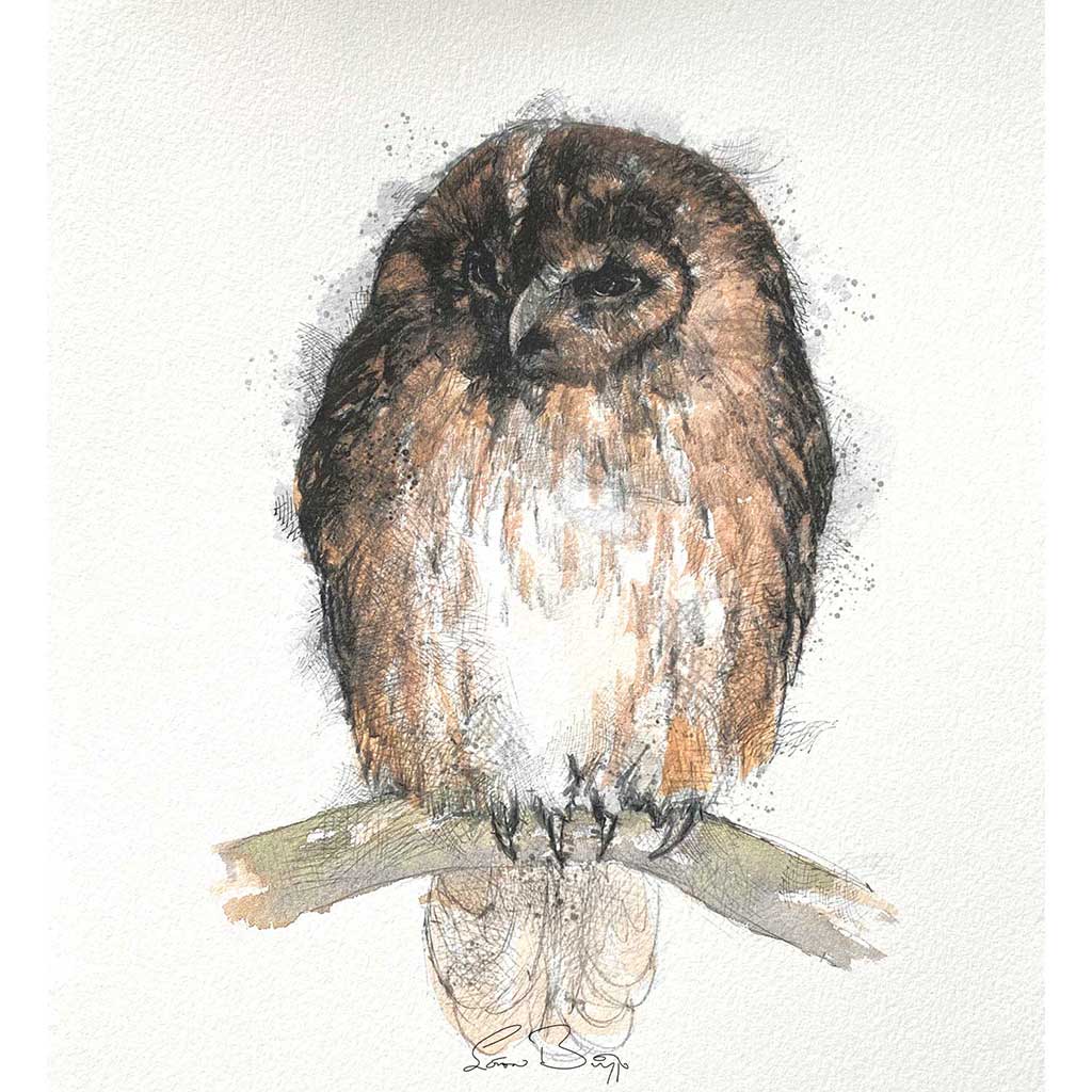 Tawny owl original sketch