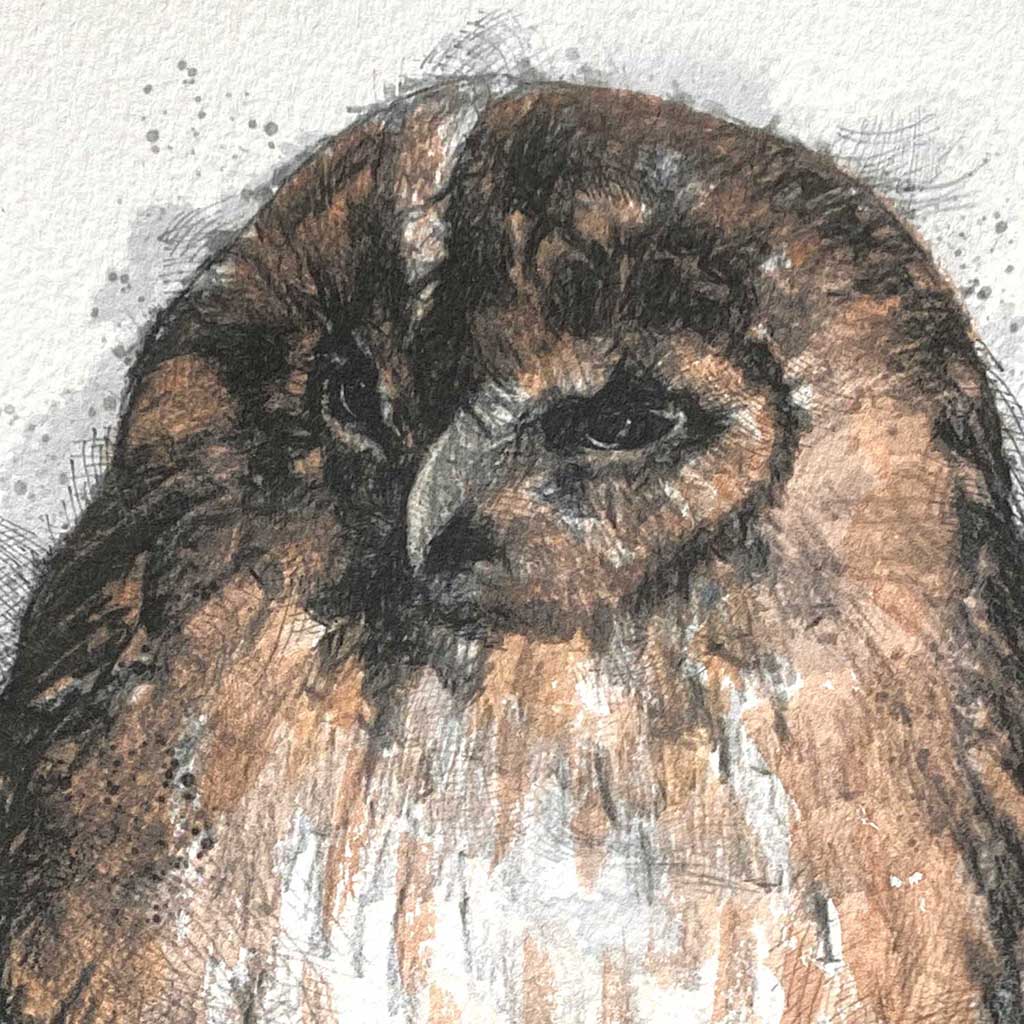 Tawny owl original sketch