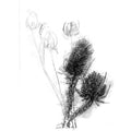 Teasels