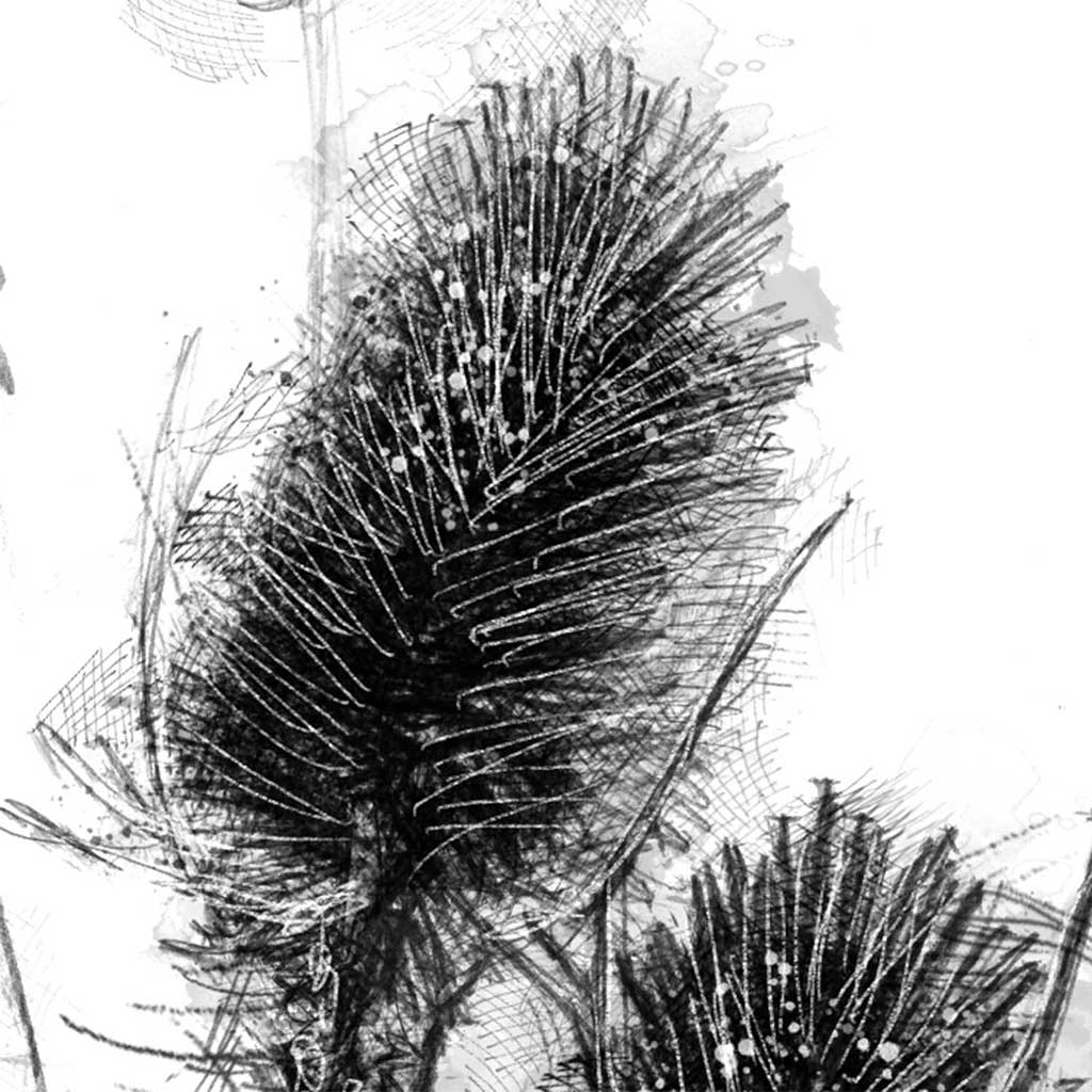 Teasels