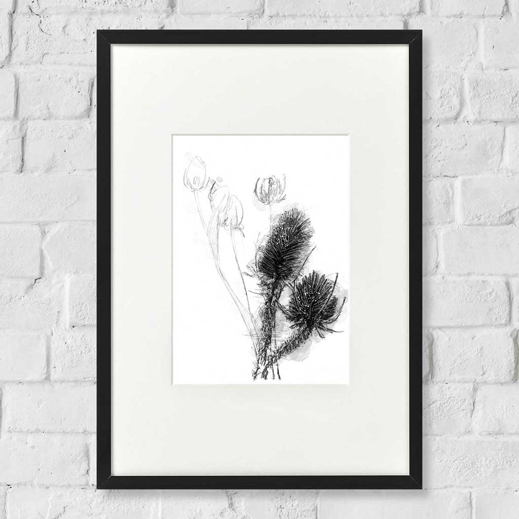 Teasels