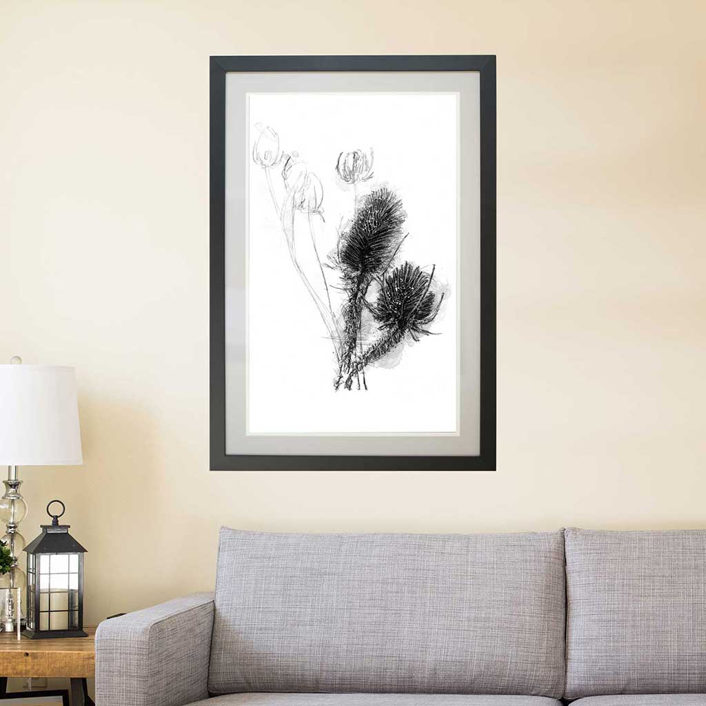 Teasels