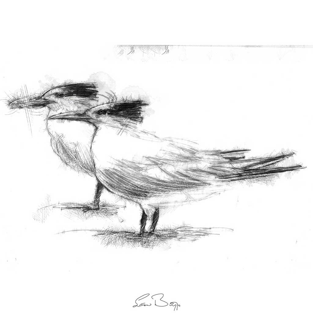 Terns