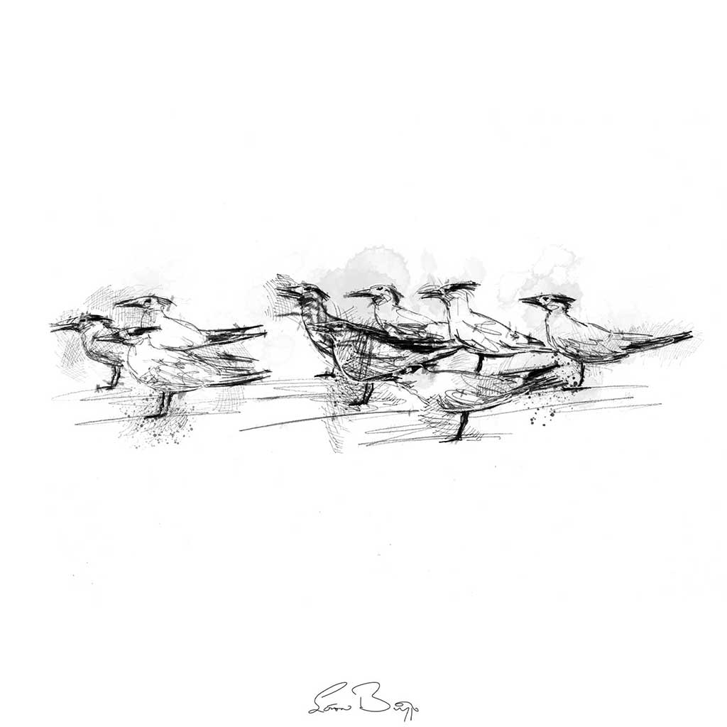 Tern flock