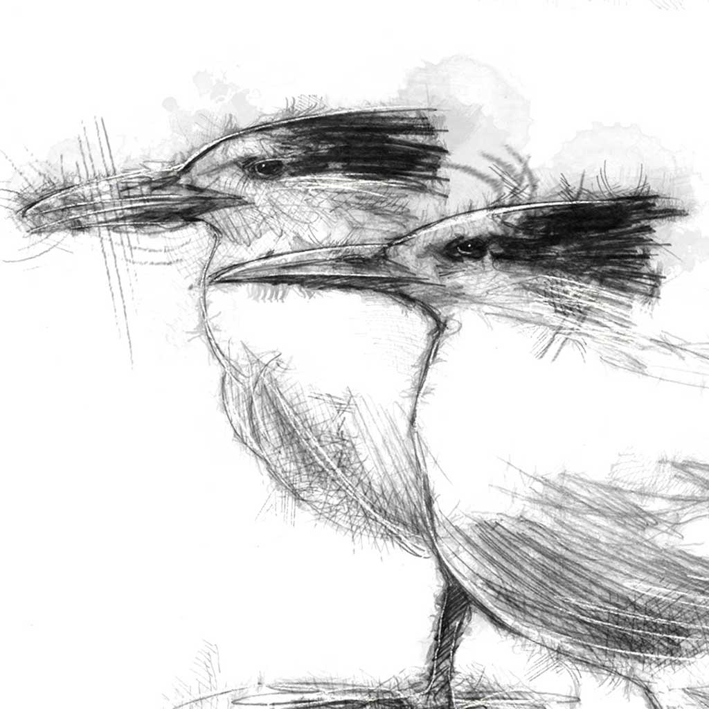 Terns