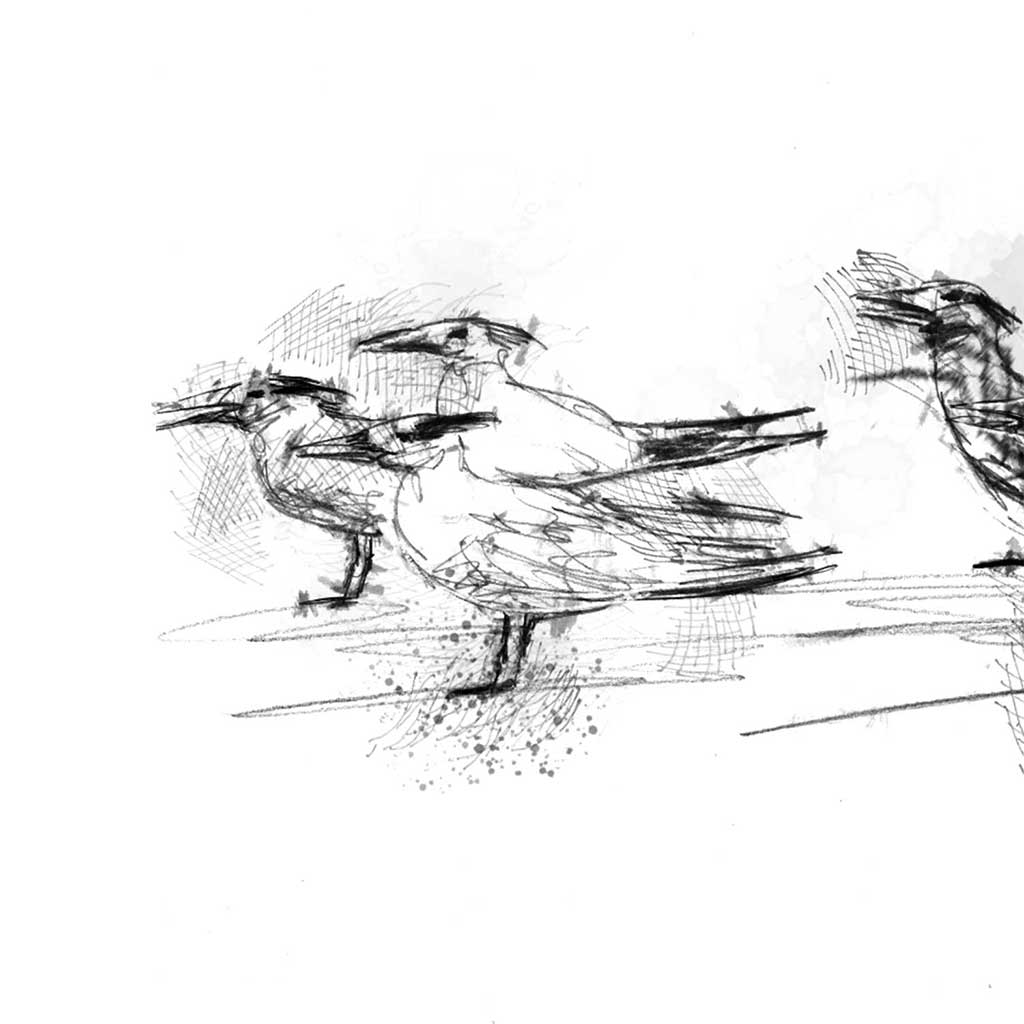 Tern flock