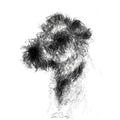 Wired hair terrier