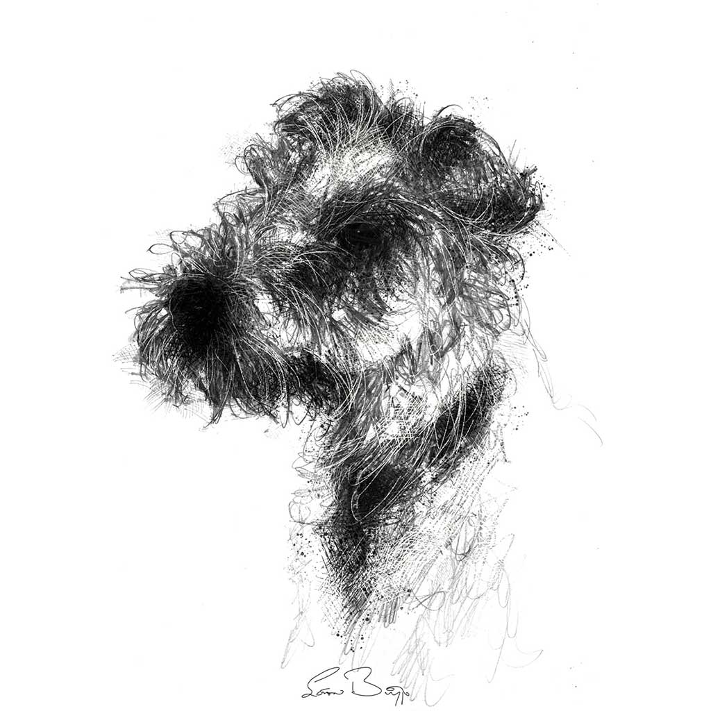 Wired hair terrier
