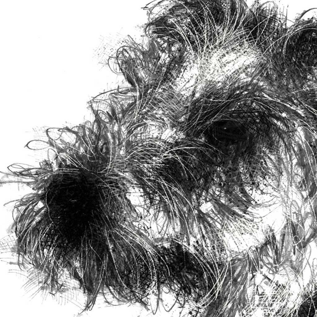 Wired hair terrier