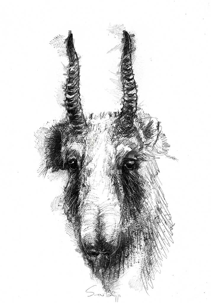 Saiga