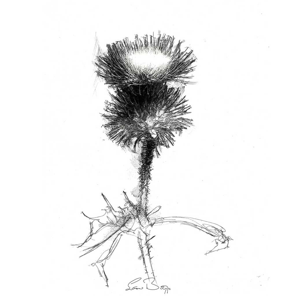 Thistle